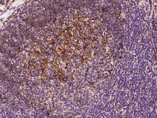 CR2 / CD21 Antibody - Immunochemical staining CD21 in cynomolgus lymph node with rabbit polyclonal antibody at 1:300 dilution, formalin-fixed paraffin embedded sections.