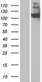 CR2 / CD21 Protein - Western validation with an anti-DDK antibody * L: Control HEK293 lysate R: Over-expression lysate