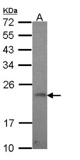 CR6 / GADD45G Antibody - Sample (30 ug of whole cell lysate). A: Hela. 12% SDS PAGE. CR6 / GADD45G antibody diluted at 1:1000.