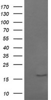 CR6 / GADD45G Antibody - HEK293T cells were transfected with the pCMV6-ENTRY control (Left lane) or pCMV6-ENTRY GADD45G (Right lane) cDNA for 48 hrs and lysed. Equivalent amounts of cell lysates (5 ug per lane) were separated by SDS-PAGE and immunoblotted with anti-GADD45G.