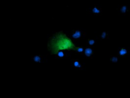 CR6 / GADD45G Antibody - Anti-GADD45G mouse monoclonal antibody immunofluorescent staining of COS7 cells transiently transfected by pCMV6-ENTRY GADD45G.