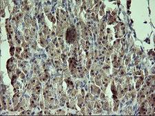 CR6 / GADD45G Antibody - IHC of paraffin-embedded Human pancreas tissue using anti-GADD45G mouse monoclonal antibody.