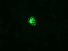 CR6 / GADD45G Antibody - Anti-GADD45G mouse monoclonal antibody immunofluorescent staining of COS7 cells transiently transfected by pCMV6-ENTRY GADD45G.