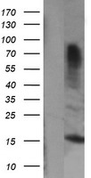 CR6 / GADD45G Antibody - HEK293T cells were transfected with the pCMV6-ENTRY control (Left lane) or pCMV6-ENTRY GADD45G (Right lane) cDNA for 48 hrs and lysed. Equivalent amounts of cell lysates (5 ug per lane) were separated by SDS-PAGE and immunoblotted with anti-GADD45G.