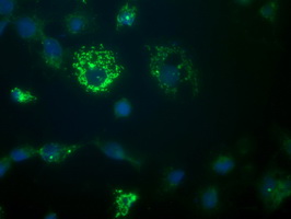 CR6 / GADD45G Antibody - Anti-GADD45G mouse monoclonal antibody immunofluorescent staining of COS7 cells transiently transfected by pCMV6-ENTRY GADD45G.