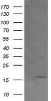 CR6 / GADD45G Antibody - HEK293T cells were transfected with the pCMV6-ENTRY control (Left lane) or pCMV6-ENTRY GADD45G (Right lane) cDNA for 48 hrs and lysed. Equivalent amounts of cell lysates (5 ug per lane) were separated by SDS-PAGE and immunoblotted with anti-GADD45G.