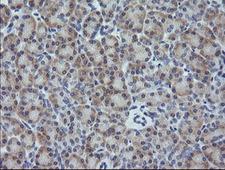 CR6 / GADD45G Antibody - IHC of paraffin-embedded Human pancreas tissue using anti-GADD45G mouse monoclonal antibody.