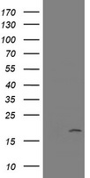 CR6 / GADD45G Antibody - HEK293T cells were transfected with the pCMV6-ENTRY control (Left lane) or pCMV6-ENTRY GADD45G (Right lane) cDNA for 48 hrs and lysed. Equivalent amounts of cell lysates (5 ug per lane) were separated by SDS-PAGE and immunoblotted with anti-GADD45G.