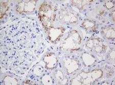 CR6 / GADD45G Antibody - IHC of paraffin-embedded Human Kidney tissue using anti-GADD45G mouse monoclonal antibody.