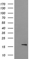 CR6 / GADD45G Antibody - HEK293T cells were transfected with the pCMV6-ENTRY control (Left lane) or pCMV6-ENTRY GADD45G (Right lane) cDNA for 48 hrs and lysed. Equivalent amounts of cell lysates (5 ug per lane) were separated by SDS-PAGE and immunoblotted with anti-GADD45G.