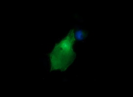 CR6 / GADD45G Antibody - Anti-GADD45G mouse monoclonal antibody immunofluorescent staining of COS7 cells transiently transfected by pCMV6-ENTRY GADD45G.