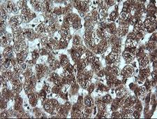 CR6 / GADD45G Antibody - IHC of paraffin-embedded Human liver tissue using anti-GADD45G mouse monoclonal antibody.