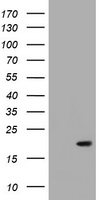 CR6 / GADD45G Antibody - HEK293T cells were transfected with the pCMV6-ENTRY control (Left lane) or pCMV6-ENTRY GADD45G (Right lane) cDNA for 48 hrs and lysed. Equivalent amounts of cell lysates (5 ug per lane) were separated by SDS-PAGE and immunoblotted with anti-GADD45G.