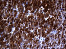 CR6 / GADD45G Antibody - IHC of paraffin-embedded Human pancreas tissue using anti-GADD45G mouse monoclonal antibody. (Heat-induced epitope retrieval by 10mM citric buffer, pH6.0, 120°C for 3min).