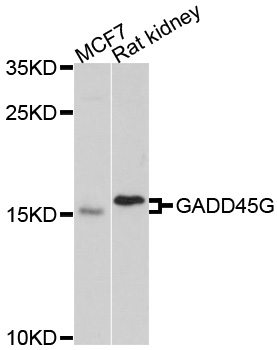 CR6 / GADD45G Antibody - Western blot analysis of extracts of various cell lines, using GADD45G antibody at 1:1000 dilution. The secondary antibody used was an HRP Goat Anti-Rabbit IgG (H+L) at 1:10000 dilution. Lysates were loaded 25ug per lane and 3% nonfat dry milk in TBST was used for blocking. An ECL Kit was used for detection and the exposure time was 90s.