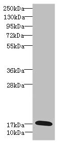 CR6 / GADD45G Antibody - Western blot All Lanes: GADD45G antibody IgG at 5.39ug/ml+ Rat heart tissue Secondary Goat polyclonal to rabbit IgG at 1/10000 dilution Predicted band size: 17 kDa Observed band size: 17 kDa