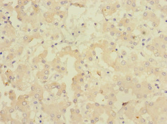CR6 / GADD45G Antibody - Immunohistochemistry of paraffin-embedded human liver tissue at dilution 1:100