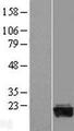 CR6 / GADD45G Protein - Western validation with an anti-DDK antibody * L: Control HEK293 lysate R: Over-expression lysate