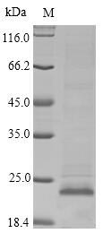 APOC3 / Apolipoprotein C III Protein - (Tris-Glycine gel) Discontinuous SDS-PAGE (reduced) with 5% enrichment gel and 15% separation gel.