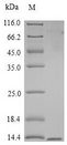 CD3G Protein - (Tris-Glycine gel) Discontinuous SDS-PAGE (reduced) with 5% enrichment gel and 15% separation gel.