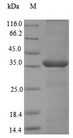 CMA1 / Mast Cell Chymase Protein - (Tris-Glycine gel) Discontinuous SDS-PAGE (reduced) with 5% enrichment gel and 15% separation gel.