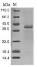 LGMN / Legumain Protein - (Tris-Glycine gel) Discontinuous SDS-PAGE (reduced) with 5% enrichment gel and 15% separation gel.