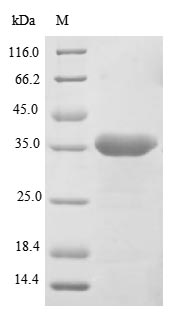 LGMN / Legumain Protein - (Tris-Glycine gel) Discontinuous SDS-PAGE (reduced) with 5% enrichment gel and 15% separation gel.