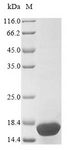 SNCG / Gamma-Synuclein Protein - (Tris-Glycine gel) Discontinuous SDS-PAGE (reduced) with 5% enrichment gel and 15% separation gel.