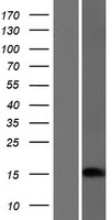 CRABP1 / CRABP Protein - Western validation with an anti-DDK antibody * L: Control HEK293 lysate R: Over-expression lysate