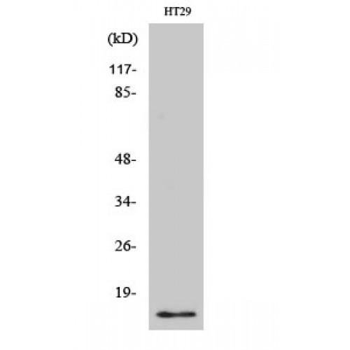 CRABP2 Antibody - Western blot of CRABP-II antibody