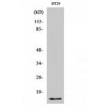 CRABP2 Antibody - Western blot of CRABP-II antibody