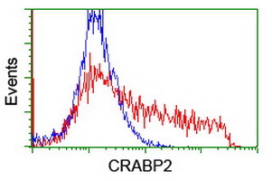 CRABP2 Antibody - HEK293T cells transfected with either overexpress plasmid (Red) or empty vector control plasmid (Blue) were immunostained by anti-CRABP2 antibody, and then analyzed by flow cytometry.