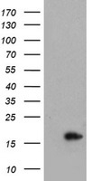 CRABP2 Antibody - HEK293T cells were transfected with the pCMV6-ENTRY control (Left lane) or pCMV6-ENTRY CRABP2 (Right lane) cDNA for 48 hrs and lysed. Equivalent amounts of cell lysates (5 ug per lane) were separated by SDS-PAGE and immunoblotted with anti-CRABP2.