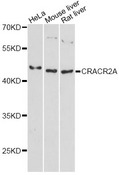 CRACR2A / EFCAB4B Antibody - Western blot analysis of extracts of various cell lines, using CRACR2A antibody at 1:3000 dilution. The secondary antibody used was an HRP Goat Anti-Rabbit IgG (H+L) at 1:10000 dilution. Lysates were loaded 25ug per lane and 3% nonfat dry milk in TBST was used for blocking. An ECL Kit was used for detection and the exposure time was 90s.