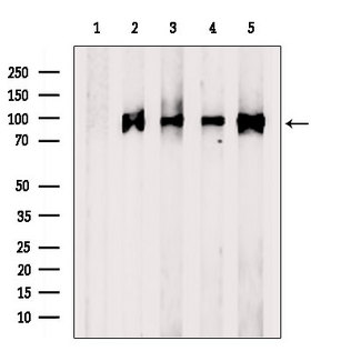 CRACR2A / EFCAB4B Antibody
