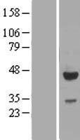 CRACR2A / EFCAB4B Protein - Western validation with an anti-DDK antibody * L: Control HEK293 lysate R: Over-expression lysate