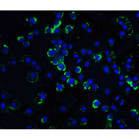 CRADD / RAIDD Antibody - Immunofluorescence of RAIDD in Hela cells with RAIDD antibody at 20 µg/mL.Green: RAIDD Antibody  Blue: DAPI staining