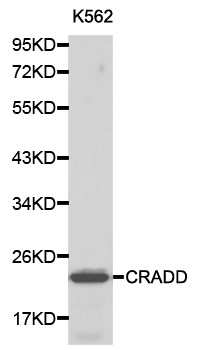 CRADD / RAIDD Antibody - Western blot analysis of K562 cell lysate.