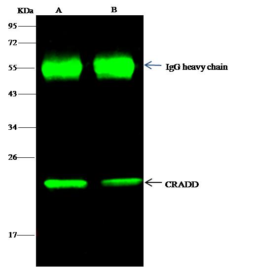 CRADD / RAIDD Antibody - CRADD was immunoprecipitated using: Lane A: 0.5 mg K562 Whole Cell Lysate. Lane B: 0.5 mg Hela Whole Cell Lysate. 1 uL anti-CRADD rabbit polyclonal antibody and 15 ul of 50% Protein G agarose. Primary antibody: Anti-CRADD rabbit polyclonal antibody, at 1:500 dilution. Secondary antibody: Dylight 800-labeled antibody to rabbit IgG (H+L), at 1:5000 dilution. Developed using the odssey technique. Performed under reducing conditions. Predicted band size: 23 kDa. Observed band size: 23 kDa.
