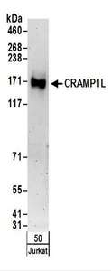 CRAMP1L Antibody - Detection of Human CRAMP1L by Western Blot. Samples: Whole cell lysate (50 ug) from Jurkat cells. Antibodies: Affinity purified rabbit anti-CRAMP1L antibody used for WB at 0.4 ug/ml. Detection: Chemiluminescence with an exposure time of 3 minutes.