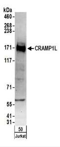 CRAMP1L Antibody - Detection of Human CRAMP1L by Western Blot. Samples: Whole cell lysate (50 ug) from Jurkat cells. Antibodies: Affinity purified rabbit anti-CRAMP1L antibody used for WB at 0.1 ug/ml. Detection: Chemiluminescence with an exposure time of 3 minutes.