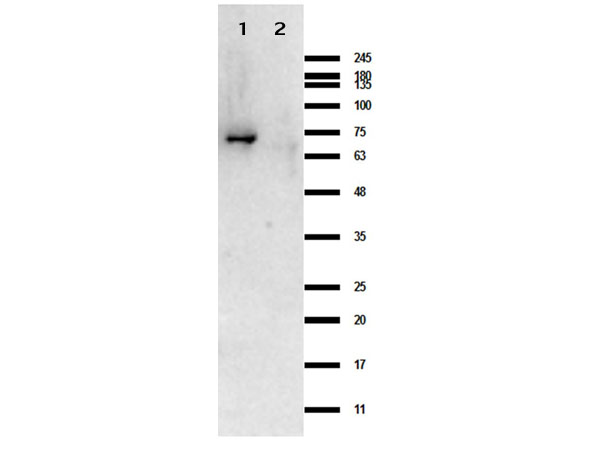 CRASP-1 Antibody - Western Blot results of rabbit Anti-Crasp-1 Antibody. Lane 1: Crasp 1 protein. Lane 2: MBP. Load: 0.05 µL. Primary Antibody: Rabbit Anti-Crasp-1 Antibody at 1.0mg/mL overnight at 4°C. Secondary Antibody: Goat anti-Rabbit (p/m 611-101-122) at 1:70,000 for 30 min at RT. Blocking: BlockOut Buffer for 30min at RT. Expect: ~63.9kDa.