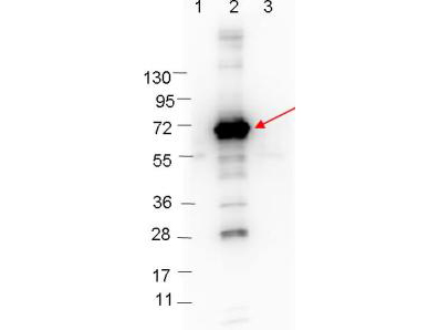 CRASP-1 Antibody - Western blot showing detection of 0.1 µg of recombinant CRASP-1 protein. Lane 1: Molecular weight markers. Lane 2: MBP-CRASP-1 fusion protein (arrow; expected MW = 69.3 kDa). Lane 3: MBP alone. Protein was run on a 4-20% gel, then transferred to 0.45 µm nitrocellulose. After blocking with 1% BSA-TTBS overnight at 4°C, primary antibody was used at 1:1000 at room temperature for 30 min. HRP-conjugated Goat-Anti-Rabbit secondary antibody was used at 1:40,000 in MB-070 blocking buffer and imaged on the VersaDoc MP 4000 imaging system (Bio-Rad).