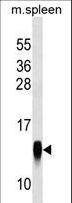CRB3 Antibody - CRB3 Antibody western blot of mouse spleen tissue lysates (35 ug/lane). The CRB3 antibody detected the CRB3 protein (arrow).