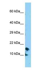 CRB3 Antibody - CRB3 antibody Western Blot of HepG2.  This image was taken for the unconjugated form of this product. Other forms have not been tested.