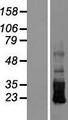 CRB3 Protein - Western validation with an anti-DDK antibody * L: Control HEK293 lysate R: Over-expression lysate
