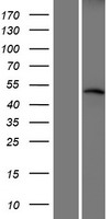 CRBN / Cereblon Protein - Western validation with an anti-DDK antibody * L: Control HEK293 lysate R: Over-expression lysate