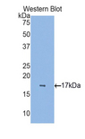 CRBPIV / RBP7 Antibody - Western blot of recombinant CRBPIV / RBP7.