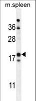 CRBPIV / RBP7 Antibody - RBP7 Antibody western blot of mouse spleen tissue lysates (35 ug/lane). The RBP7 antibody detected the RBP7 protein (arrow).