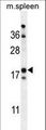 CRBPIV / RBP7 Antibody - RBP7 Antibody western blot of mouse spleen tissue lysates (35 ug/lane). The RBP7 antibody detected the RBP7 protein (arrow).